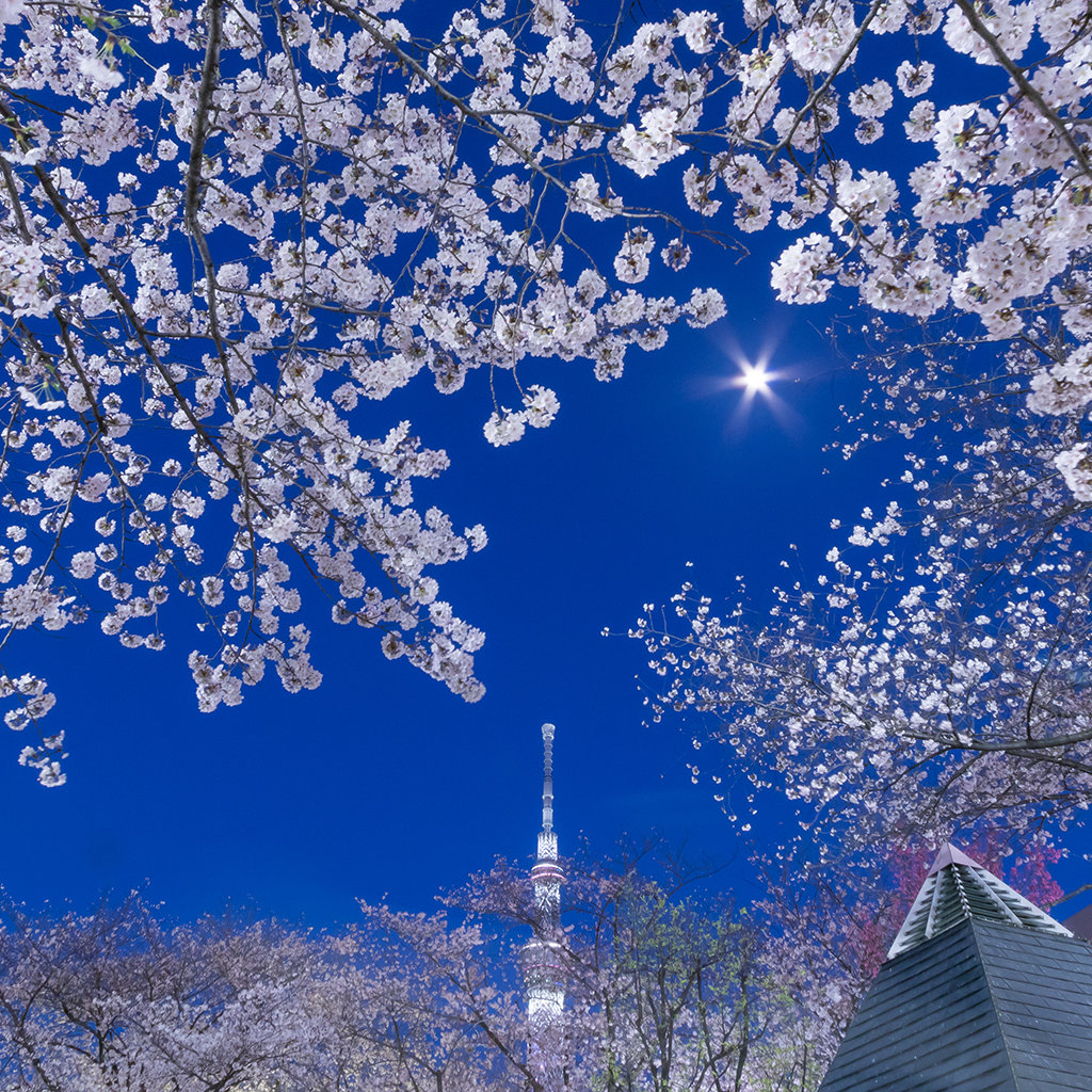 Kowa Design恒例お花見大会 笑顔満開 桜満開 開催しました 株式会社 宏和デザイン